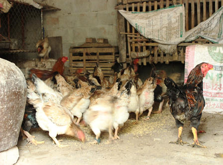 Làng nuôi gà Móng “nhộn nhịp” phục vụ tết Nguyên đán